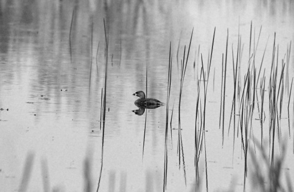 Grebe Black And White by Deb Oppermann